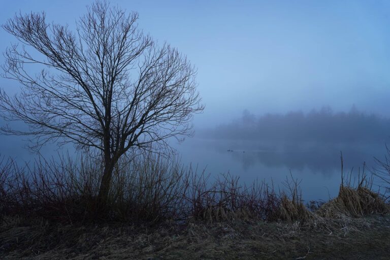 Schacherteich bei Nebel